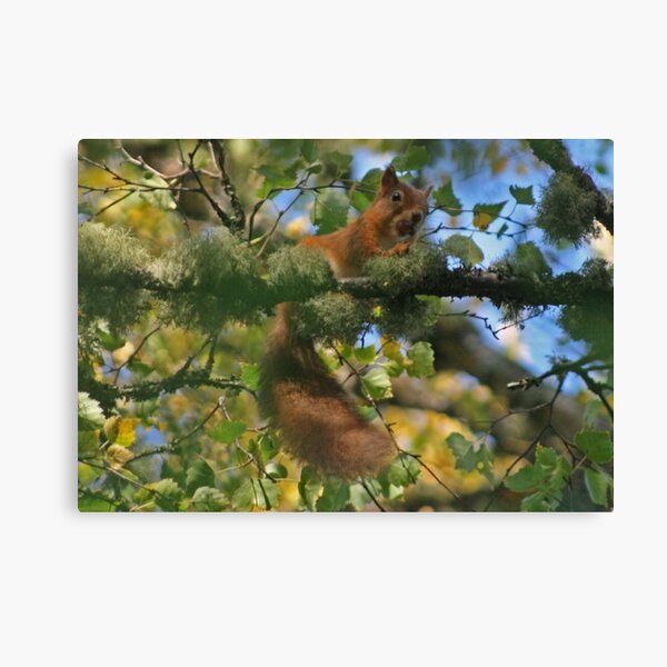 Red Squirrel Canvas Print
