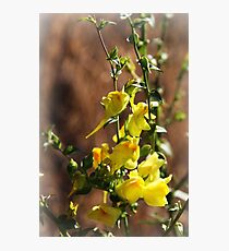 Snapdragons Photographic Print