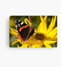 Red Admiral Canvas Print