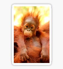 Bad hair day! Sticker