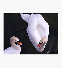 Mute Swans Photographic Print