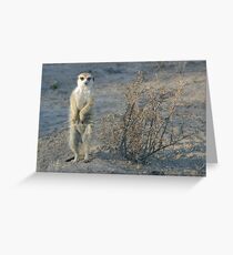 The meerkat bush Greeting Card