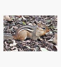 Forage Photographic Print