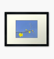 Translucent Framed Print
