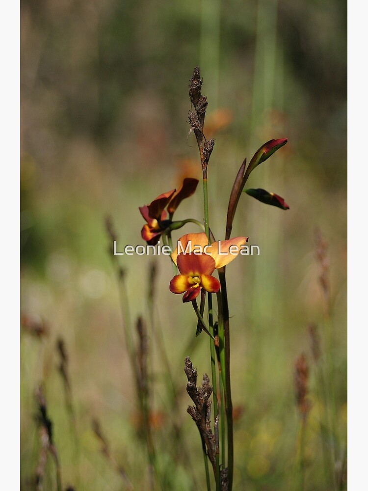 Dunsborough Donkey Orchid by yallmia