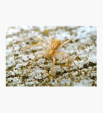 Casper Photographic Print