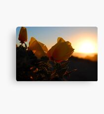 Evening Flowers Canvas Print
