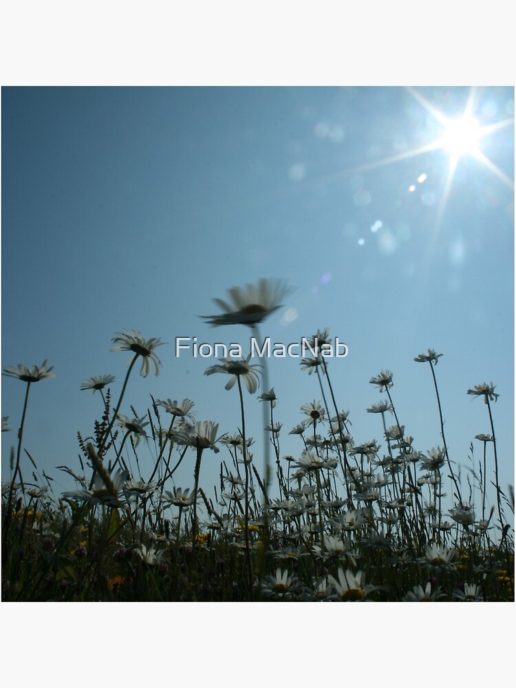Daisies by orcadia