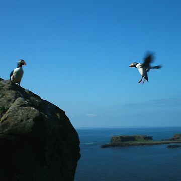 Artwork thumbnail, Puffin landing by orcadia