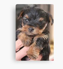 Teacup Yorkshire Terrier Canvas Print