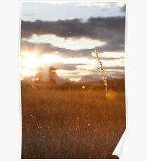Splendor Poster