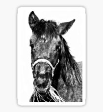 Horse head Sticker