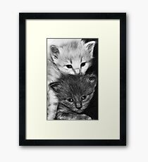 Kittens Framed Print