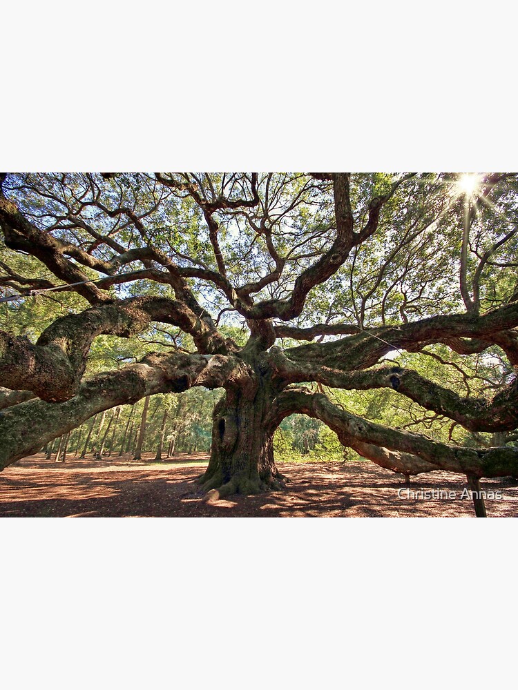 The Angel Oak by 2Bricks