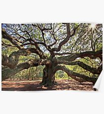 The Angel Oak Poster