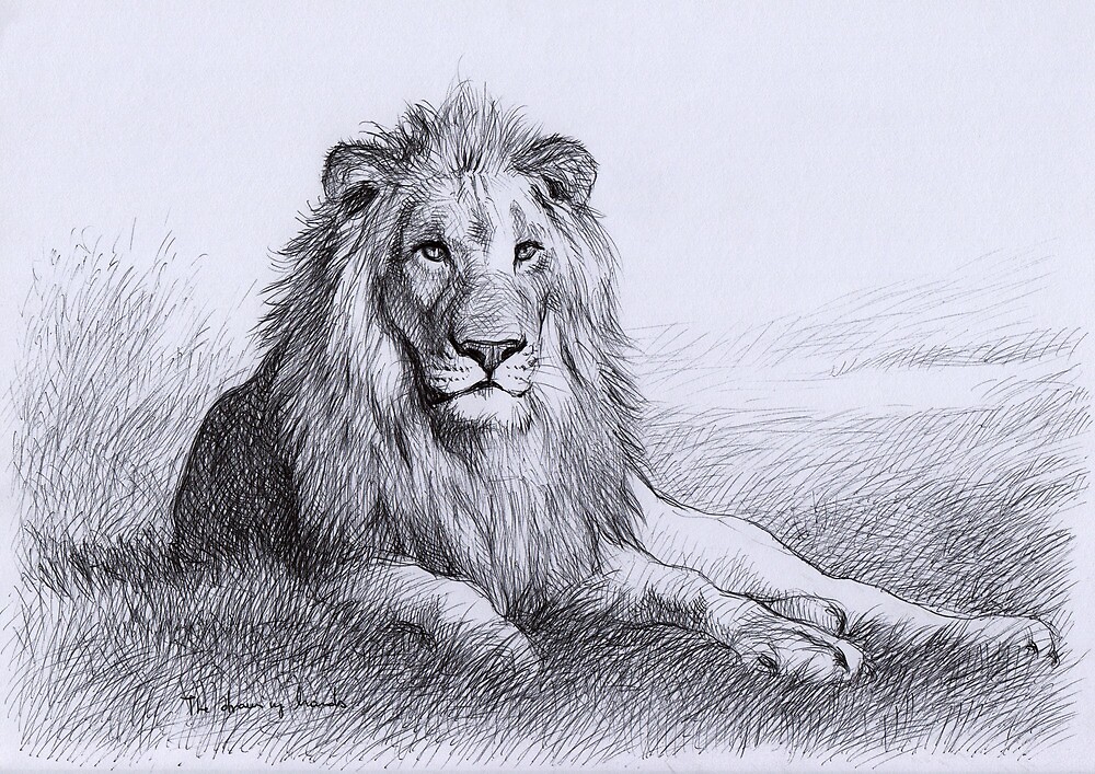 "Resting Lion" by thedrawinghands | Redbubble