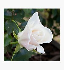 Vergelegen Rose Photographic Print