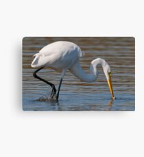 Lunch time at Messick point. Canvas Print