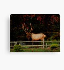 Bull Elk, PA Canvas Print