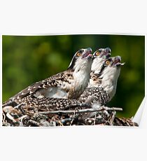 Osprey Chicks Poster