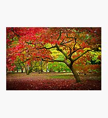 Acer Glade, Westonbirt Arboretum, England Photographic Print