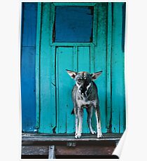 Dog in the fishermen's village Poster