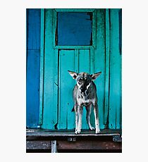 Dog in the fishermen's village Photographic Print