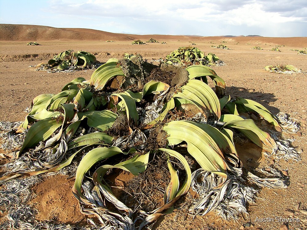 Welwitschia Plant Namib Desert By Austin Stevens Redbubble welwitschia-plant-namib-desert-by-austin-stevens-redbubble