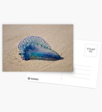 Blue Bottle - Portugese Man-o-War Postcards