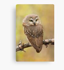 Northern Saw-whet Owl's look-back pose. Canvas Print