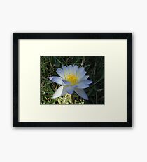 Purple water lily Framed Print