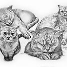 Bertie by Simon Aberle