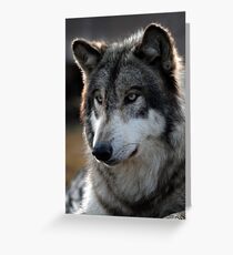 back light wolf Greeting Card