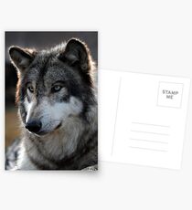 back light wolf Postcards