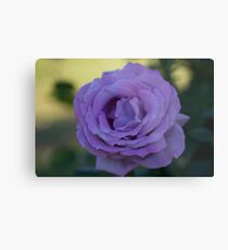 TWO TONE ROSE Metal Print