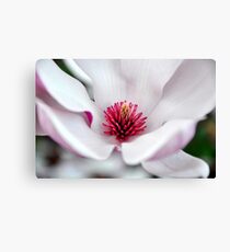 Magnolia Canvas Print