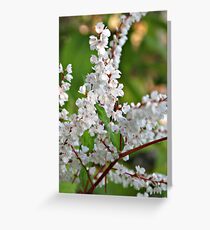 Flowers, flowers, flowers. Greeting Card