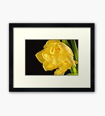 Attachée of Hope Framed Print
