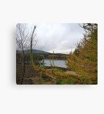 Larch Colours Canvas Print
