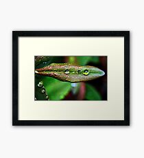 Drops Framed Print