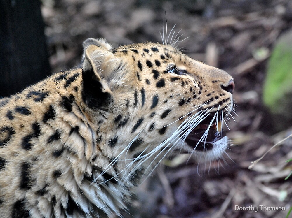 leopard growl