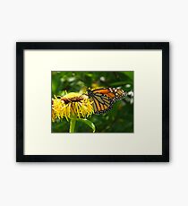 The Monarch ascending his crown Framed Print