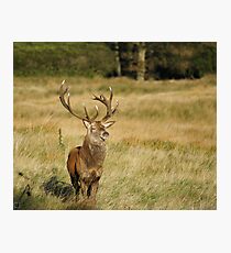 King of all I survey Photographic Print