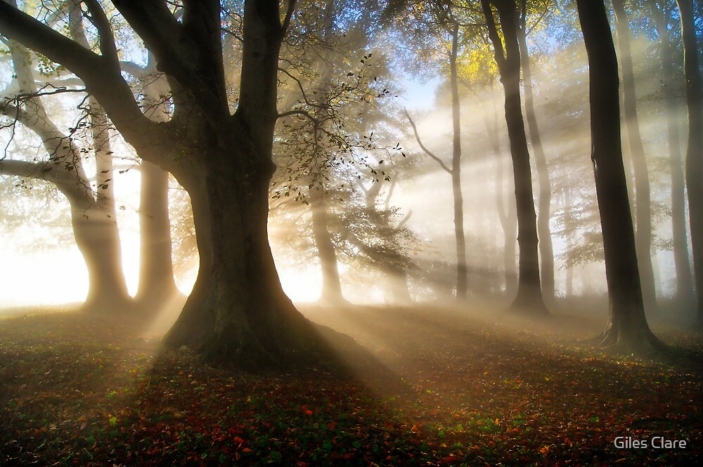 "Misty Autumn Woods, Cotswolds, England" by Giles Clare 