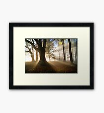 Misty Autumn Woods, Cotswolds, England Framed Print