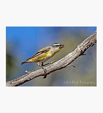 Striated Pardalote-2 Photographic Print