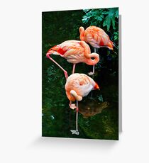 Pink Flamingoes Greeting Card