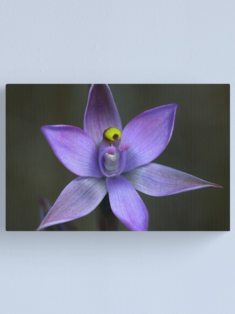 Alternate view of Thelymitra pauciflora Canvas Print