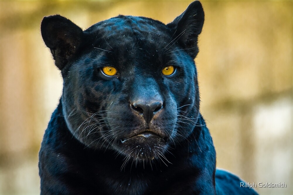 Black Jaguar  by Ralph Goldsmith