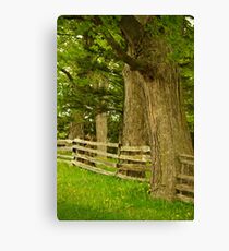 Summer trees............. Canvas Print
